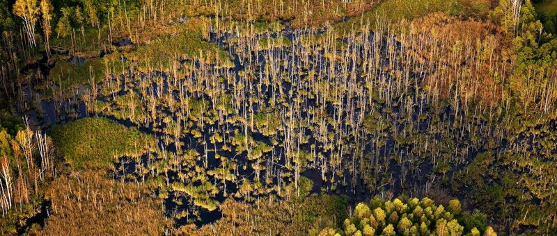 Aerial view of a flooded forest