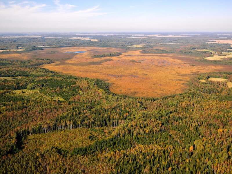 Aerial view of a forest and marsh
