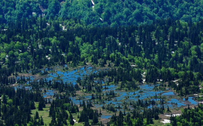 Aerial view of a forested wetland