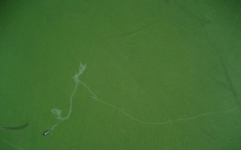 Aerial view of a green field