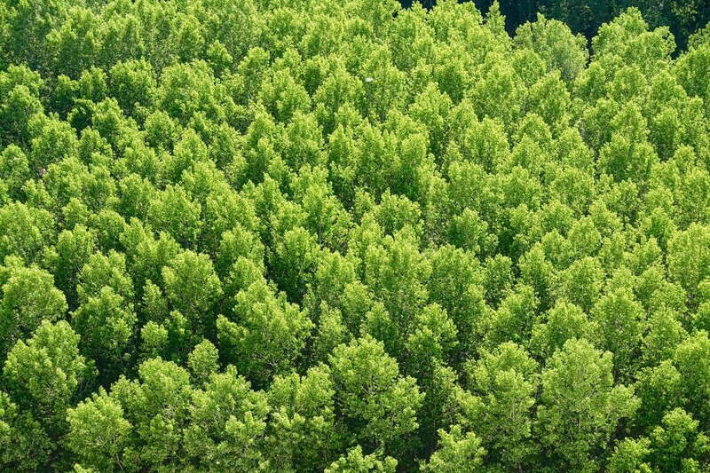 Aerial view of a green forest