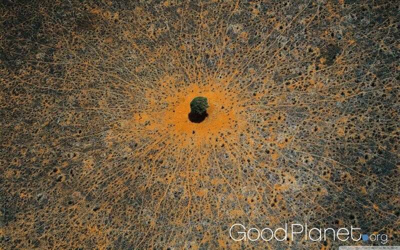 Aerial view of a lone tree