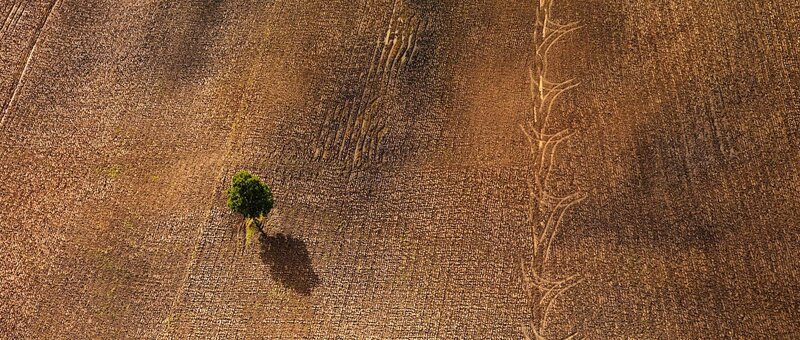 Aerial view of a lone tree
