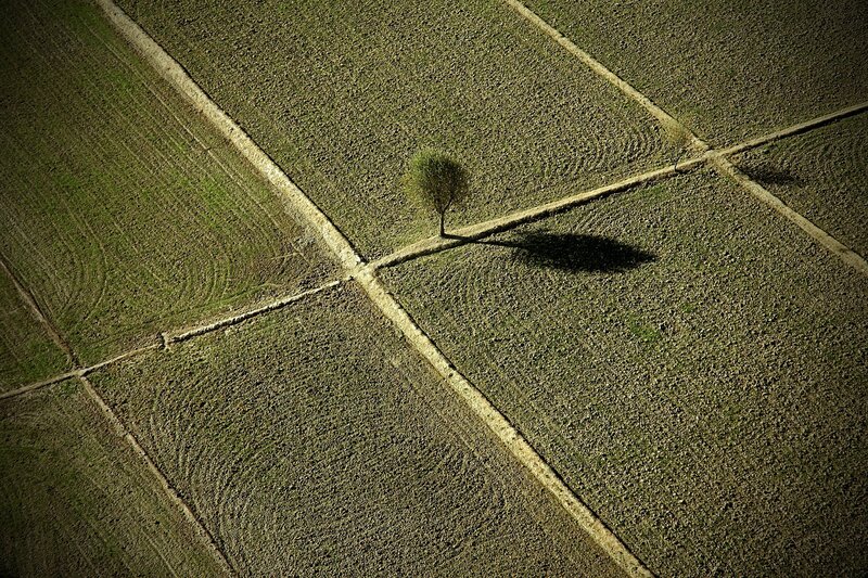 Aerial view of a lone tree