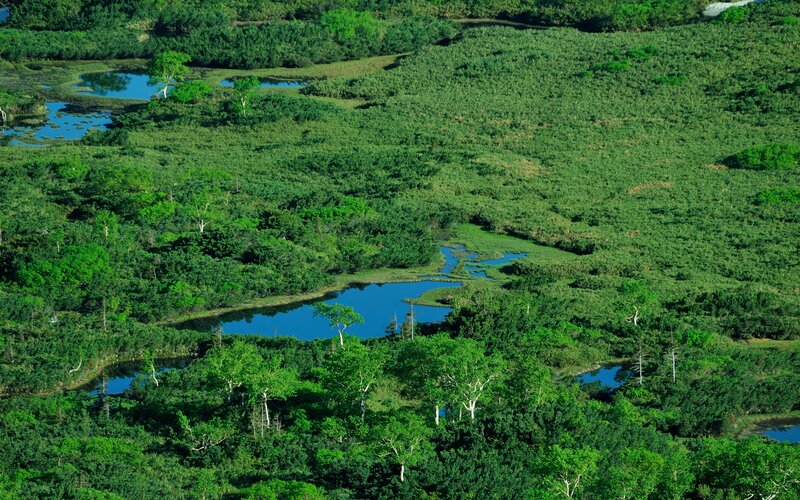 Aerial view of a lush wetland