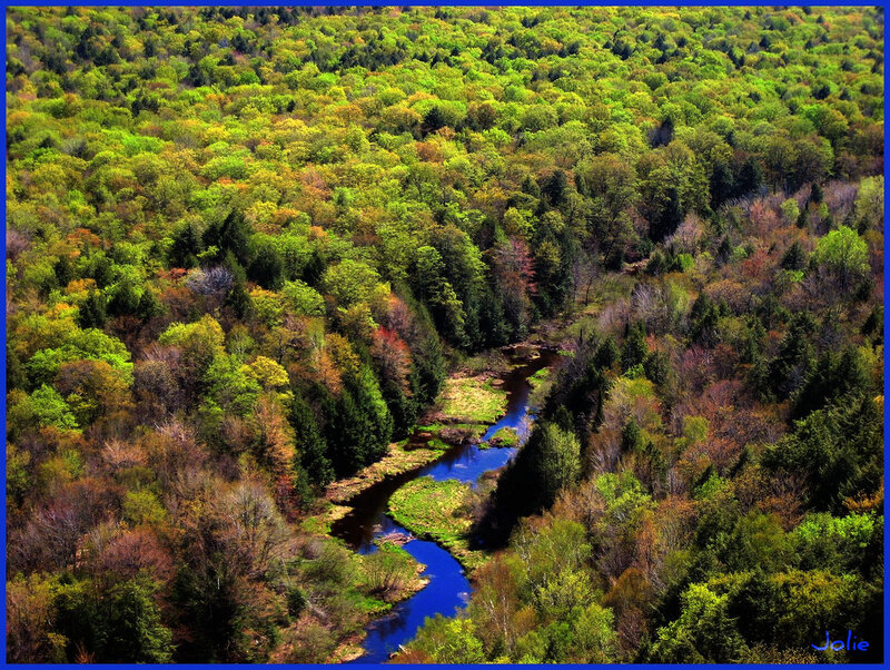 Aerial view of a river through forest