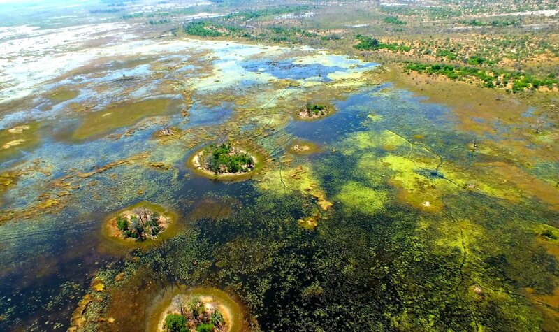 aerial view of a swamp