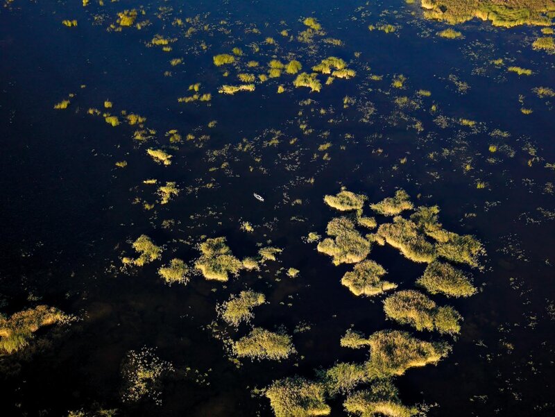 Aerial view of a swamp
