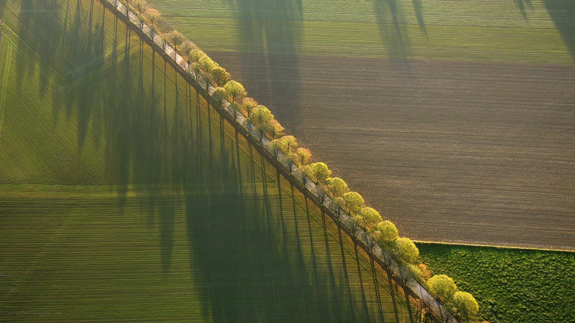 Aerial view of a tree-lined path