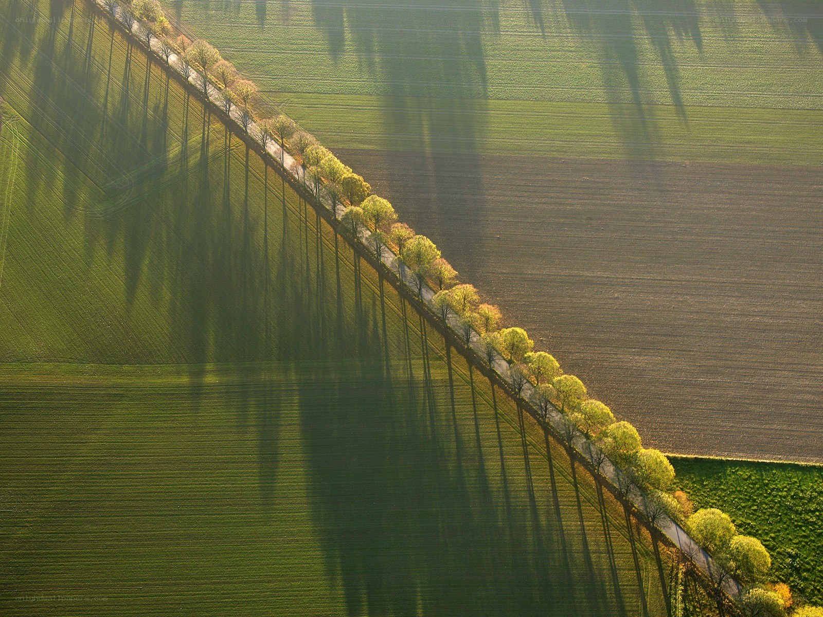Aerial view of a tree-lined path