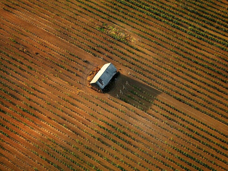 Aerial view of a vineyard