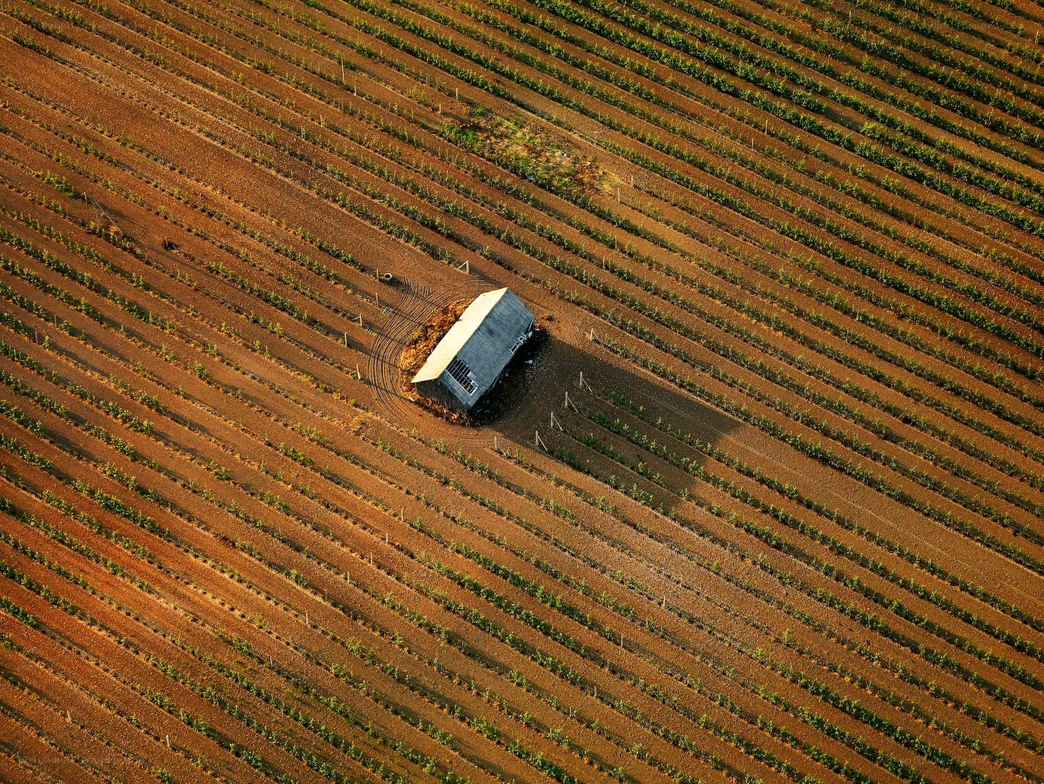 Aerial view of a vineyard