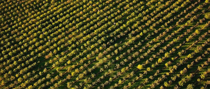 Aerial view of an orchard