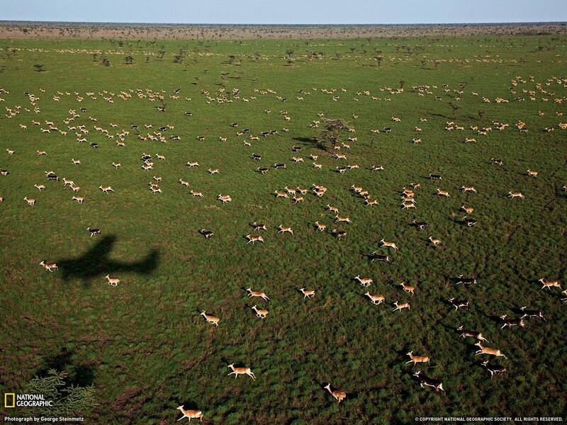 Aerial view of antelope herd