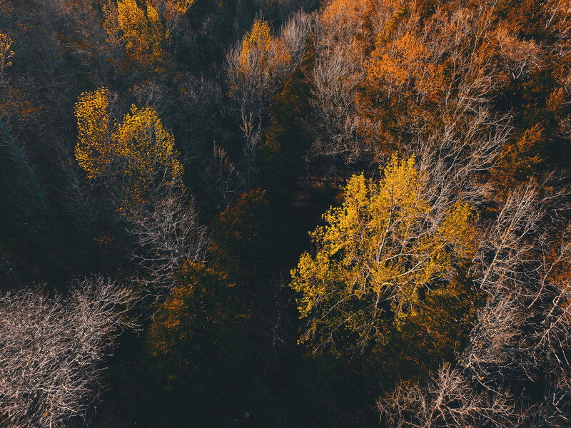 Aerial view of autumn forest