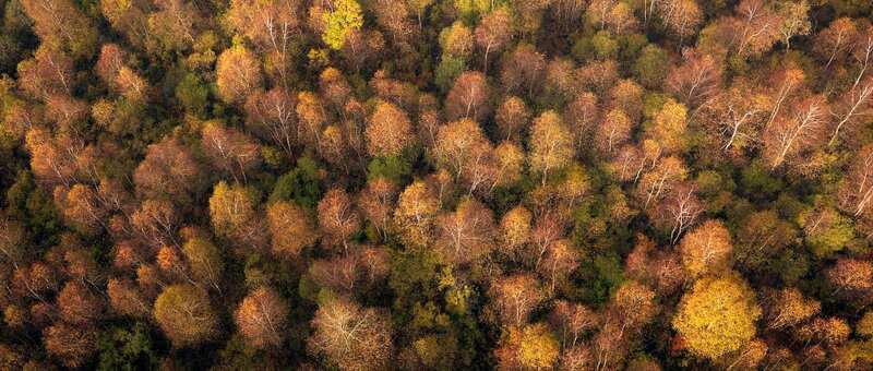 Aerial view of autumn forest