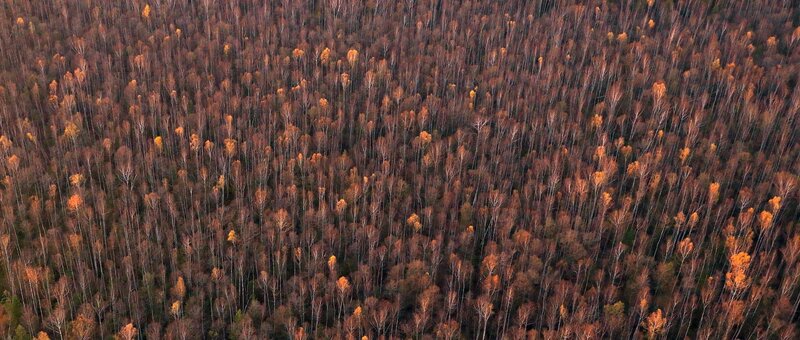 Aerial view of autumn forest