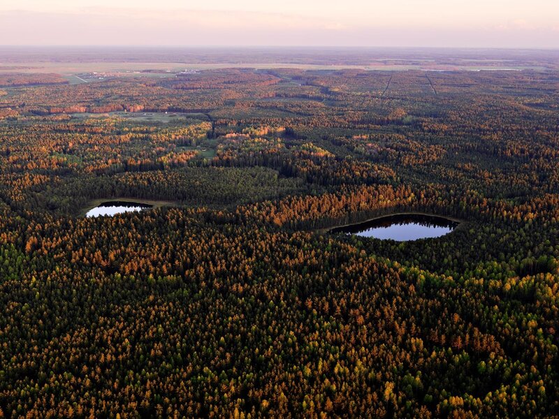 Aerial view of autumn forest