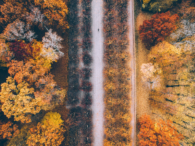Aerial View of Autumn Forest — Orange, Serene, Photograph, Path