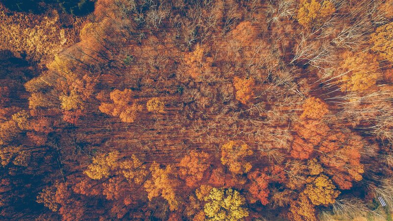 Aerial View of Autumn Forest — Orange, Serene, Photograph