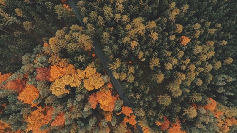 Aerial View of Autumn Forest — Orange
