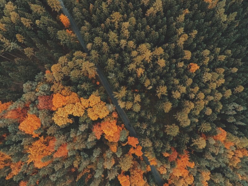 Aerial view of autumn forest