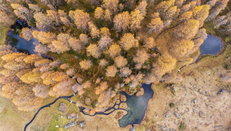 Aerial View of Autumn Forest — Yellow