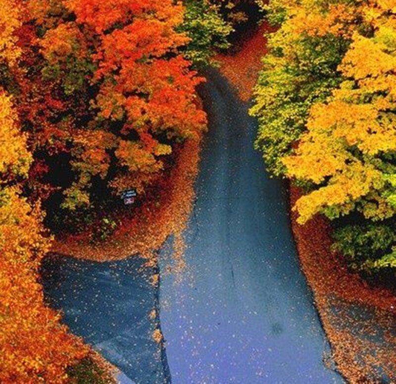 Aerial View of Autumn Trees