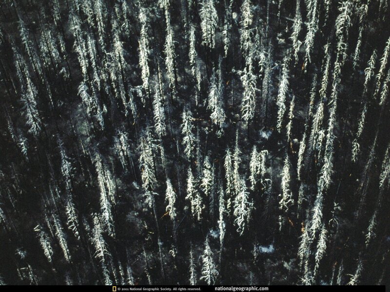 Aerial view of burned forest