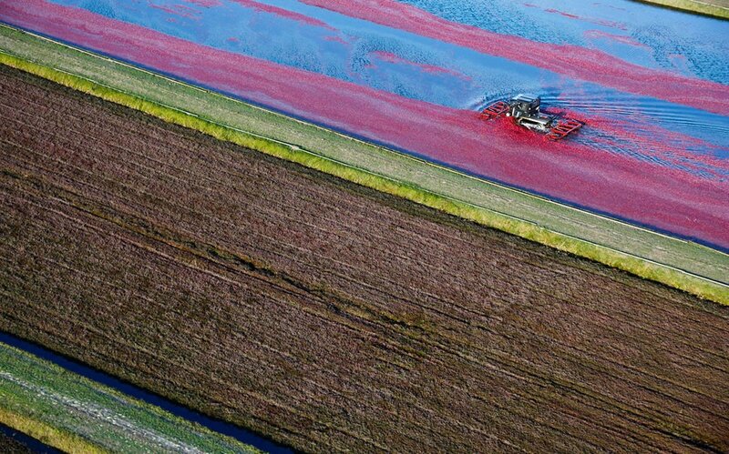 Aerial view of cranberry harvest