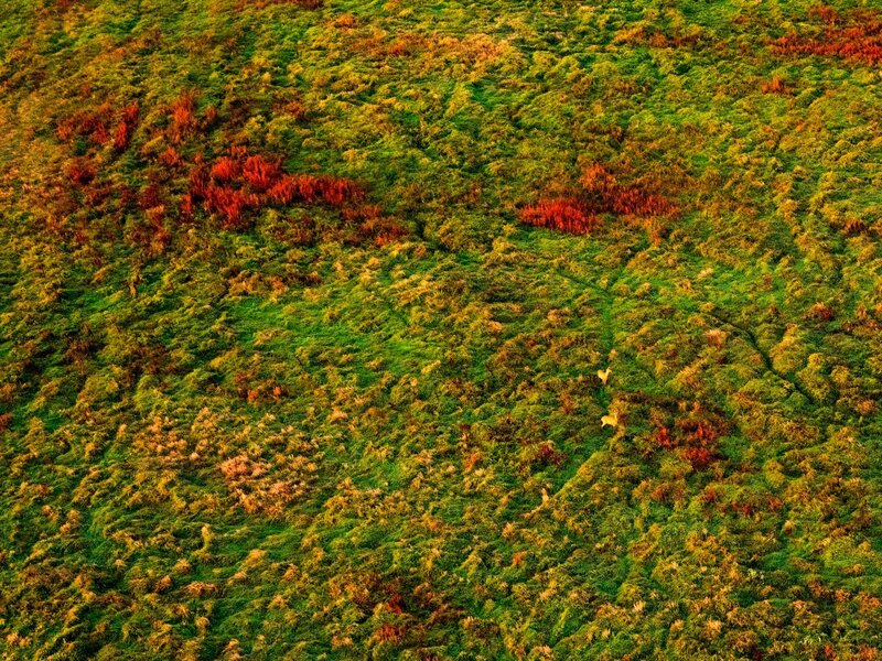 Aerial view of deer in a field