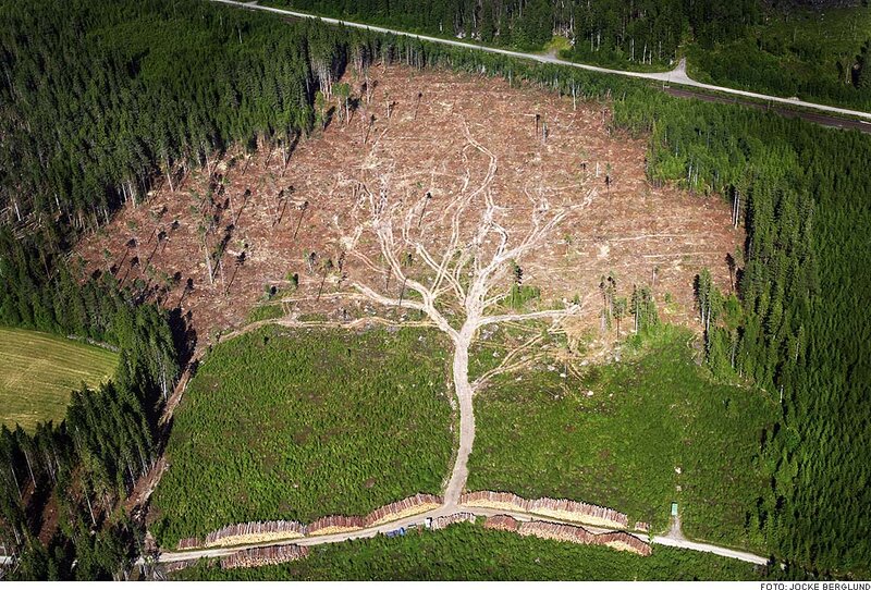 Aerial view of deforestation