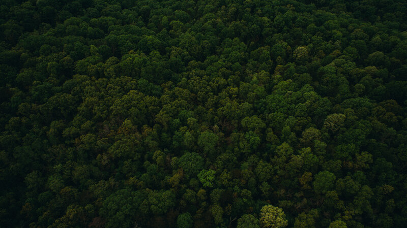 Aerial view of dense forest