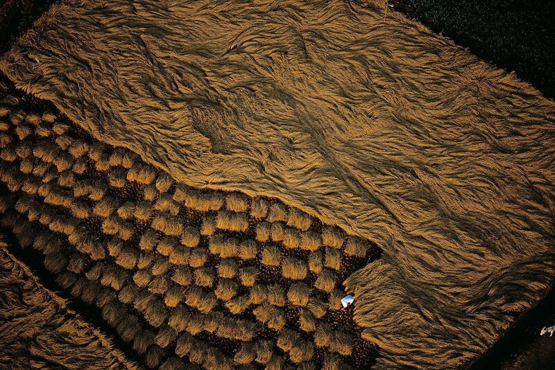 Aerial view of drying rice