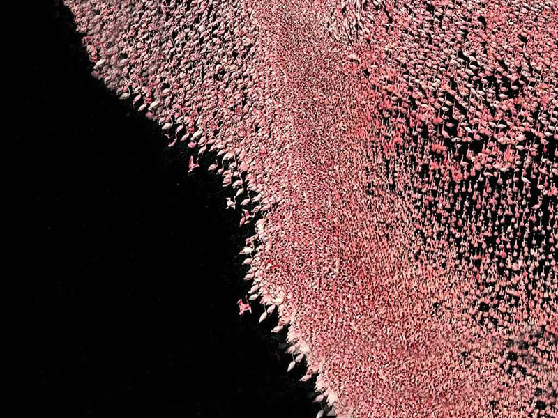 Aerial view of flamingo flock