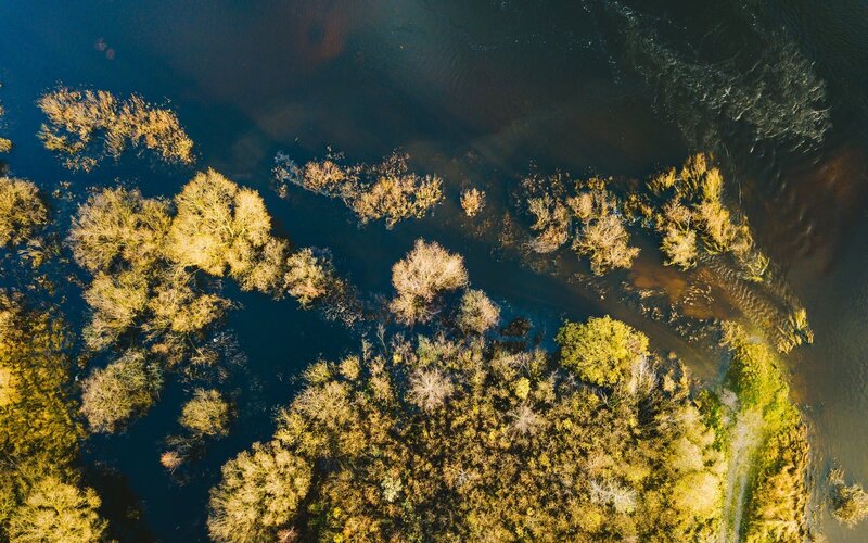 Aerial View of Flooded Trees