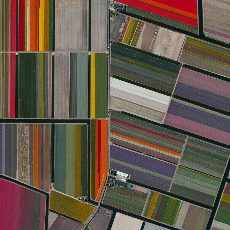 Aerial View of Flower Fields — Green