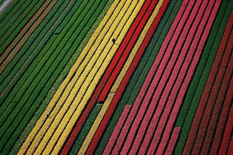 Aerial view of flower fields