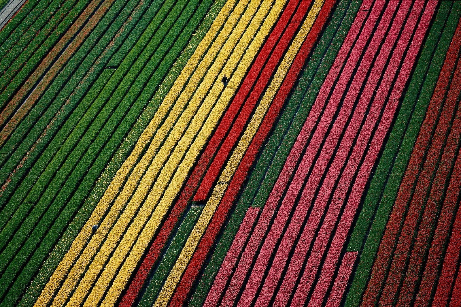 Aerial view of flower fields