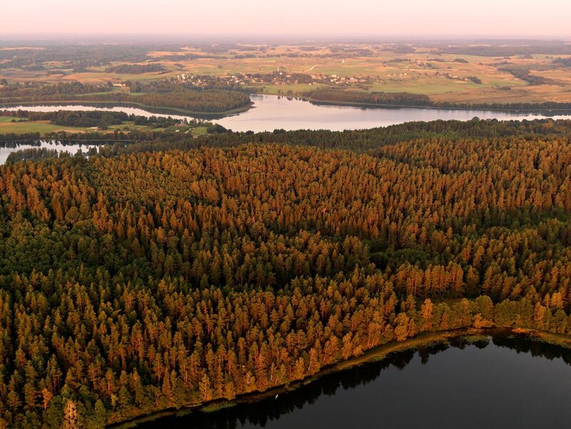 Aerial view of forest and lake