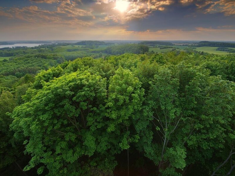 Aerial view of forest at sunset