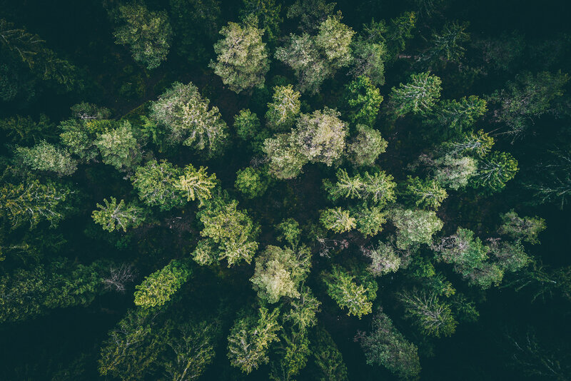 Aerial View of Forest Canopy — Green