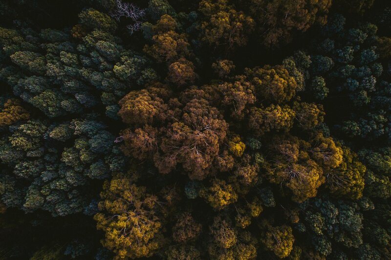 Aerial View of Forest Canopy
