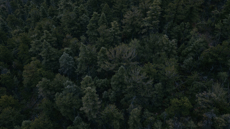 Aerial View of Forest — Green, Dark, Night, Photograph
