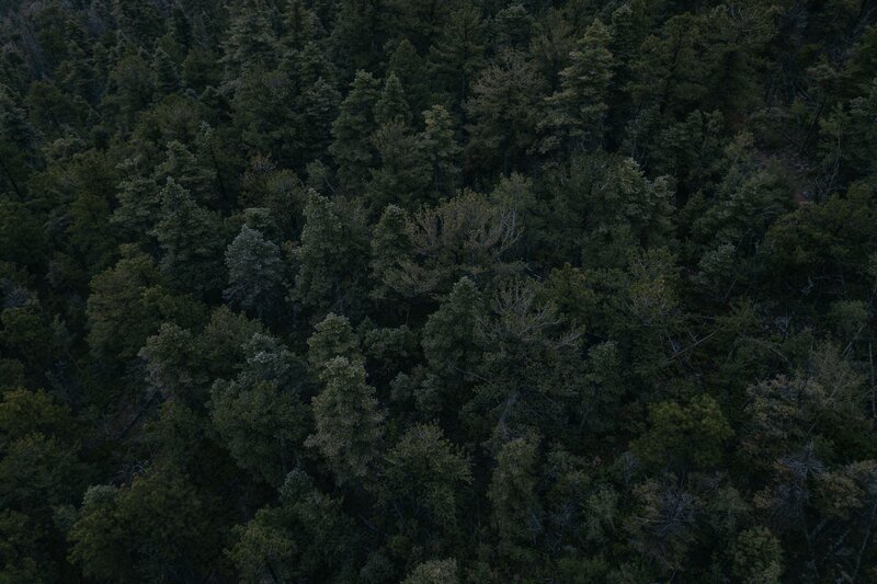 Aerial View of Forest — Green, Dark