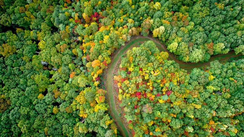 Aerial View of Forest — Green, Serene, Autumn, Photograph, Path