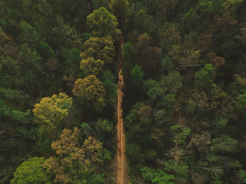 Aerial View of Forest Path — Green