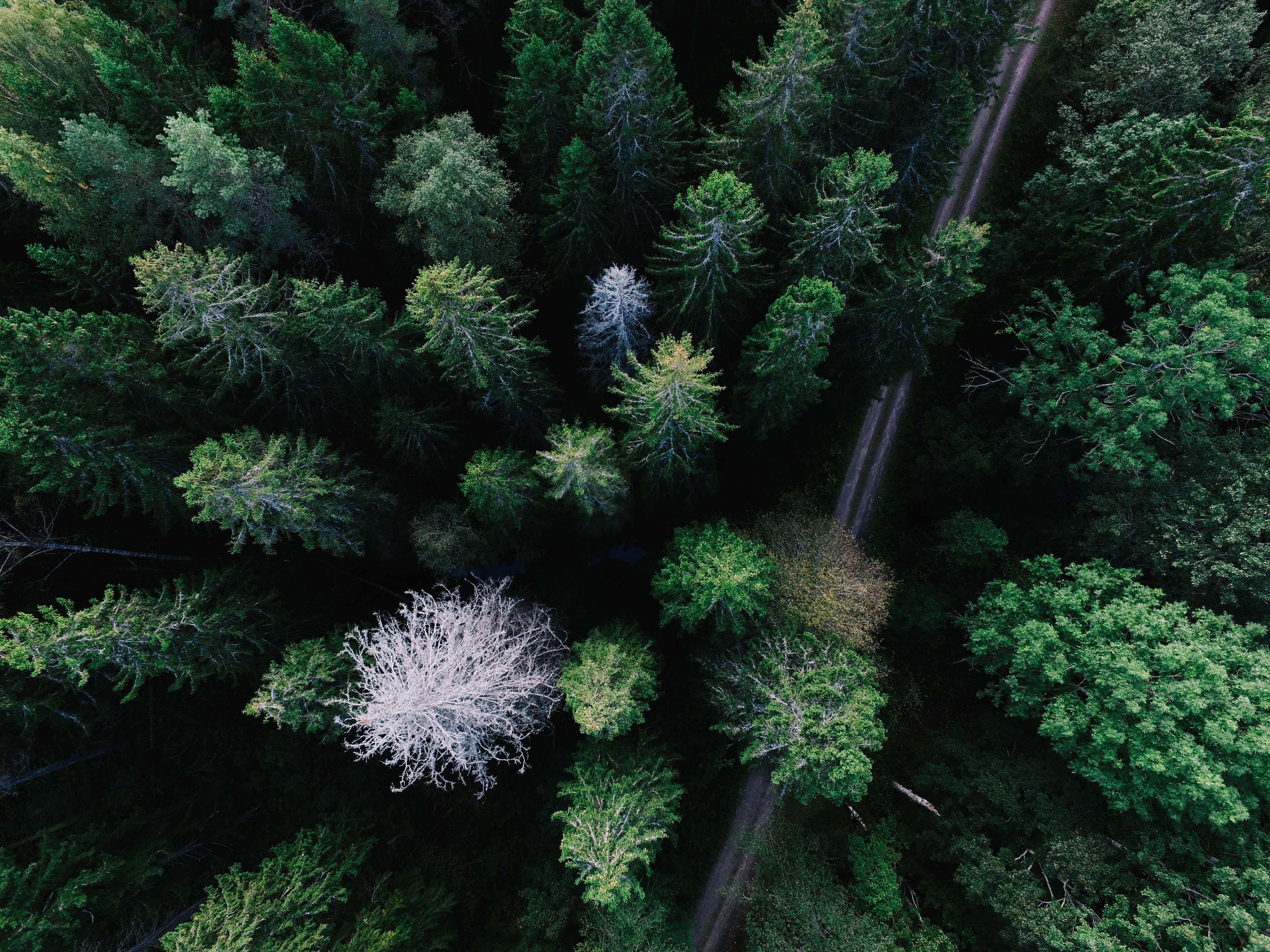 Aerial view of forest path