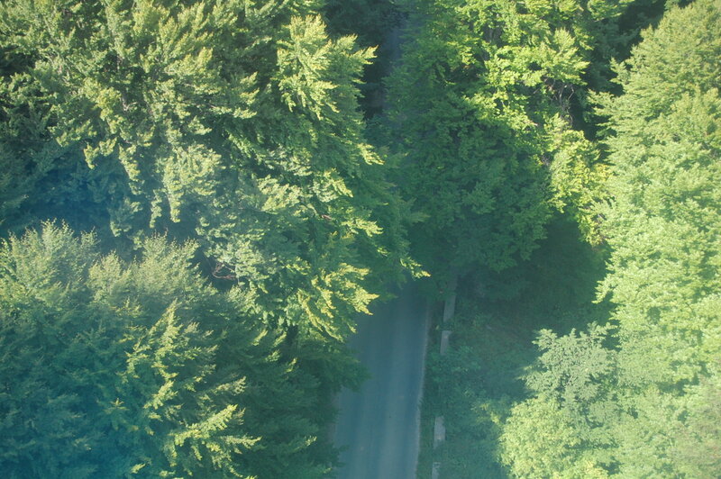 Aerial View of Forest Road — Green