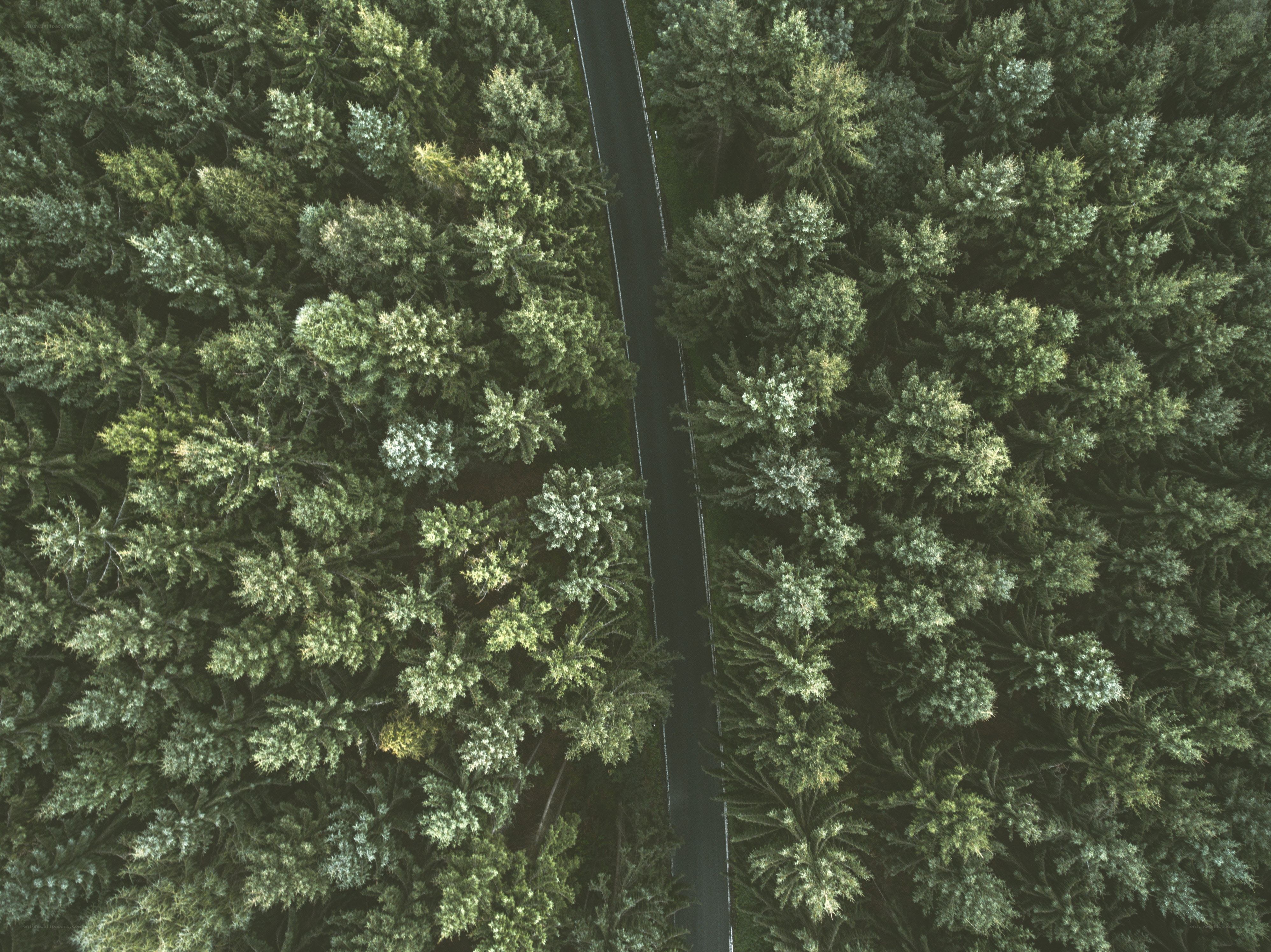 Aerial view of forest road